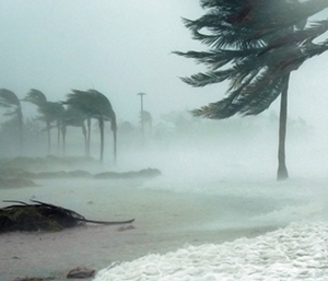 Trees blowing by the wind in a hurricane.